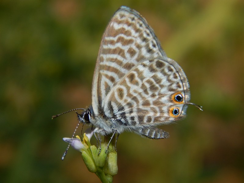 Leptotes pirithous